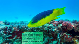 Un sepulcro marino en Miami ofrece un h&aacute;bitat seguro para la fauna acu&aacute;tica