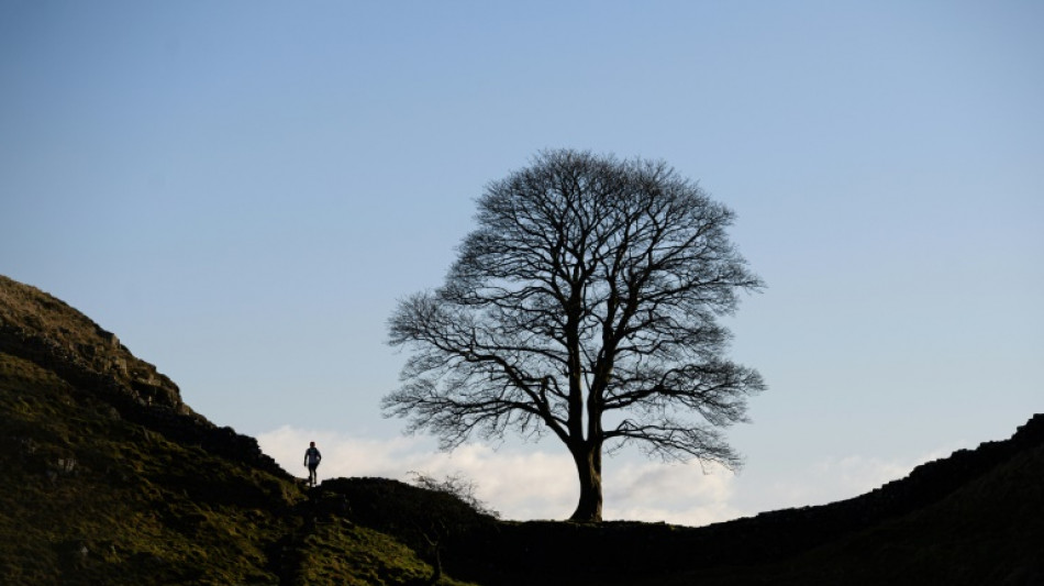 Liberan a un adolescente detenido tras la tala de un &aacute;rbol emblem&aacute;tico en Reino Unido