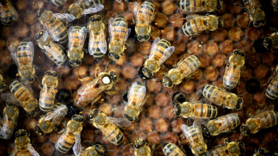 Abeilles et pesticides: la science face au retour possible des n&eacute;onicotino&iuml;des 