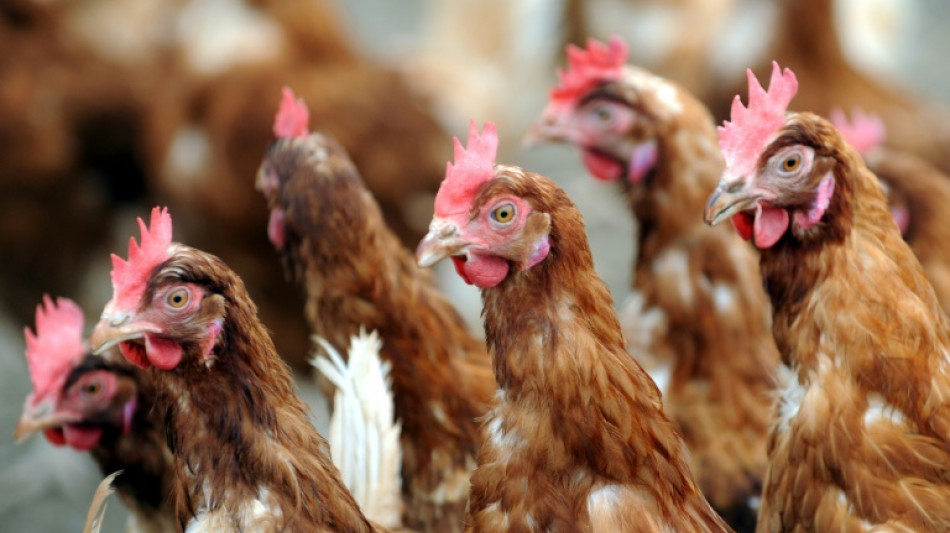 En Alsace, distribution gratuite de poules anti-gaspi