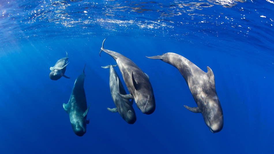 Pronta la mappa degli spostamenti dei grandi animali marini