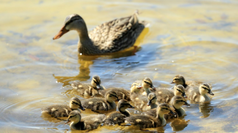 Verirrte Entenfamilie löst Feuerwehreinsatz auf Gelände von Münchner Klinik aus