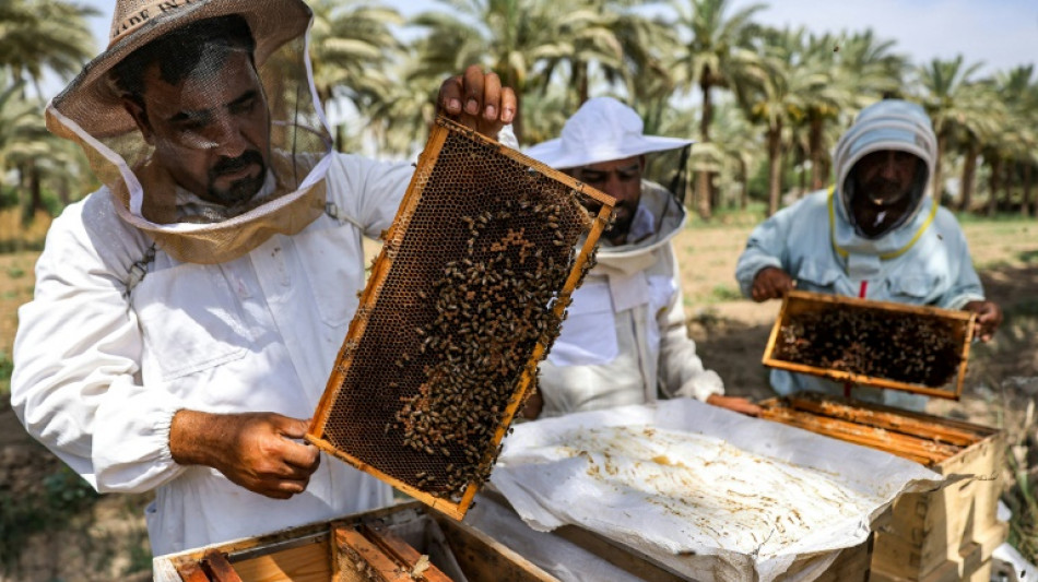 Les abeilles d'Irak bataillent contre la s&eacute;cheresse pour produire leur miel
