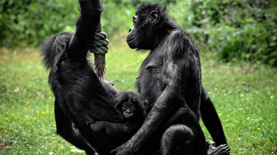 Lo Zoo di Wuppertal saluta il bonobo pi&ugrave; vecchio del mondo