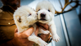 Cientistas dão vida a lobo gigante com genes de espécie extinta