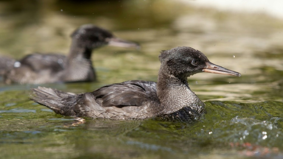 Prague zoo breeds near-extinct Brazilian mergansers