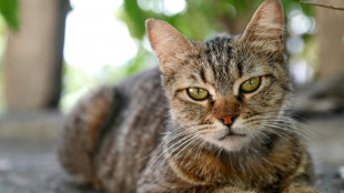 Vier Katzen bei Freigang vergiftet: Ermittlungen in Baden-Württemberg