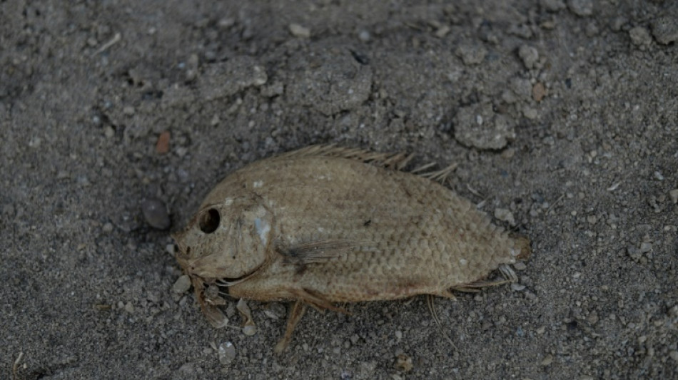 Le monde doit se pr&eacute;parer &agrave; des temp&eacute;ratures records provoqu&eacute;es par El Nino, selon l'ONU