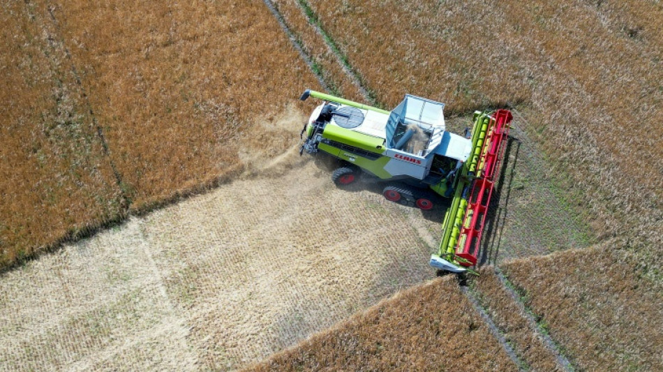 Weather and war push up food prices in August: FAO