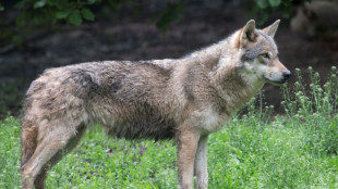 En Europe, le loup reste une "espèce protégée", mais moins qu'avant