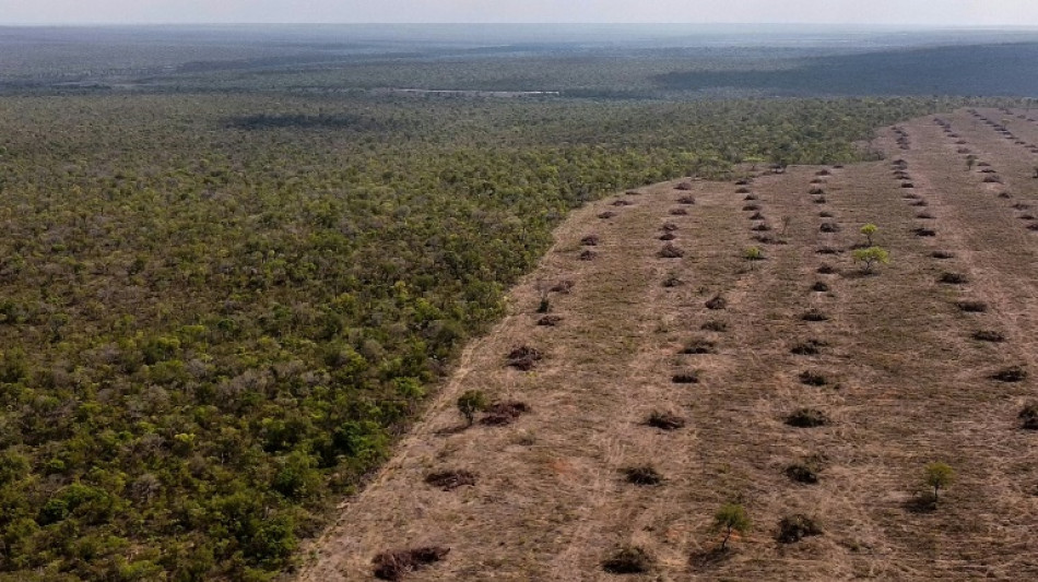 Le monde va "dans la mauvaise direction" pour arr&ecirc;ter la d&eacute;forestation d'ici 2030