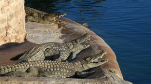 Un cocodrilo se da un ba&ntilde;o en la piscina de un lujoso hotel en Australia