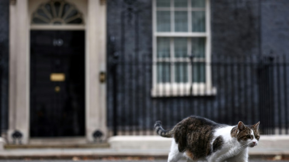 Gato Larry de Downing Street tem 'rival russo' ap&oacute;s a chegada da fam&iacute;lia Starmer