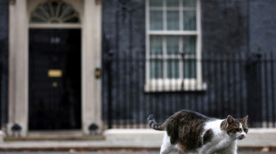Gato Larry de Downing Street tem 'rival russo' ap&oacute;s a chegada da fam&iacute;lia Starmer
