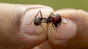 La fourmi, pur produit des changements environnementaux pass&eacute;s