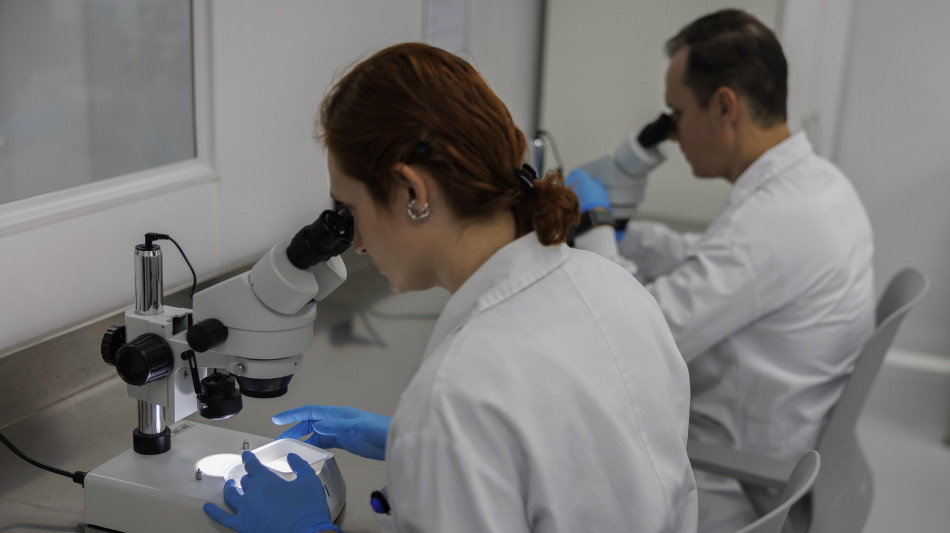 Scoperta una formica di 40 milioni di anni nella collezione di ambre di Goethe