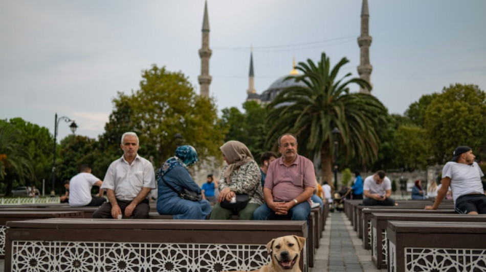 Un siglo despu&eacute;s, los perros vagabundos en Turqu&iacute;a vuelven a ser pol&eacute;micos