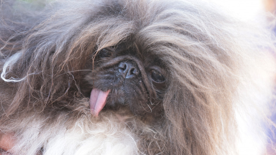 E' un pechinese di otto anni il 'cane pi&ugrave; brutto del mondo'