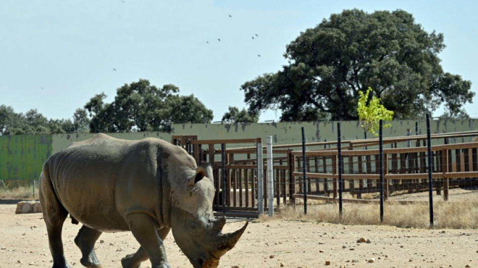 Cuidadores aterrorizados y bisontes imperturbables: cuando el fuego rode&oacute; un zoo en Madrid