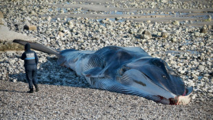 Deux rorquals &eacute;chou&eacute;s en deux jours en Seine-Maritime
