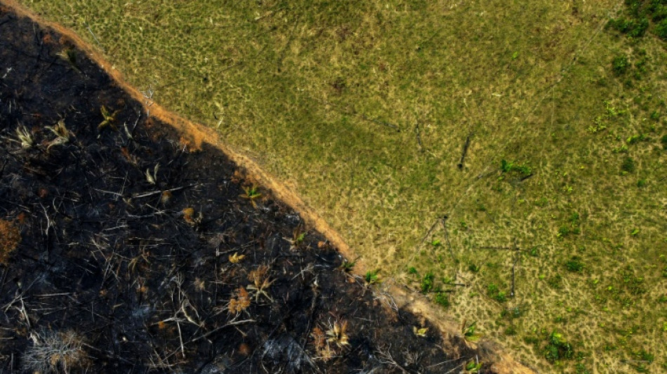 Desmatamento na Amaz&ocirc;nia cai 31% no governo Lula