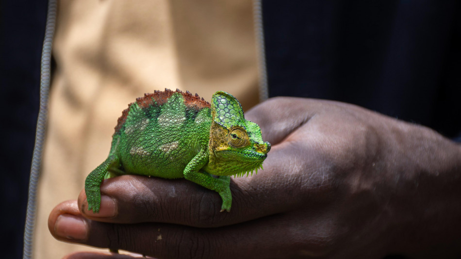 Nervi come fili di telefono dietro la vista a 360°dei camaleonti