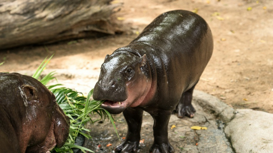 Hippo birthday: Thai internet sensation Moo Deng turns one