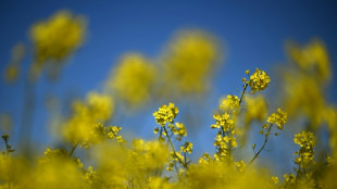 Studie: Raps&ouml;l weiterhin beliebtestes Speise&ouml;l in Deutschland