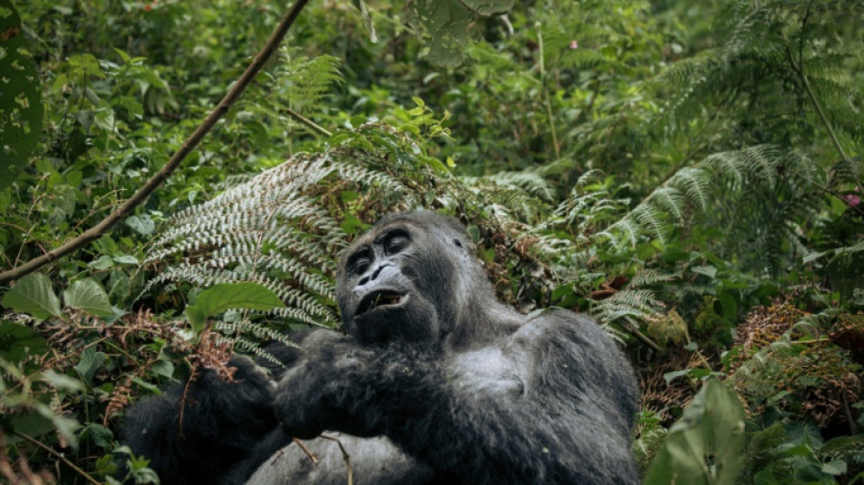 Cerca del 70% de la fauna salvaje desapareci&oacute; desde 1970, seg&uacute;n el WWF