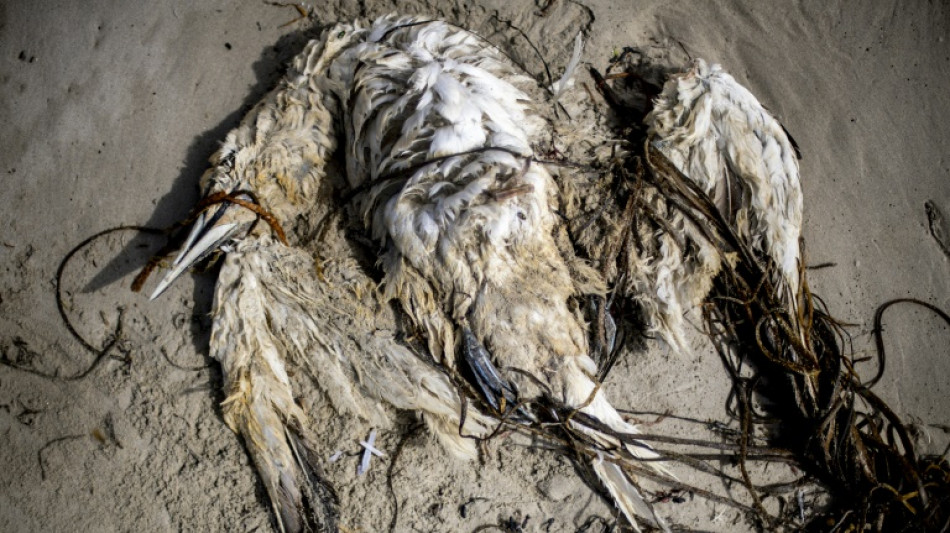 ¿Por qué cientos de aves fallecen cada año en la costa atlántica europea?