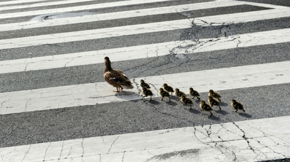 Einsatzkr&auml;fte retten Entenk&uuml;ken aus Kanalisation in Schleswig-Holstein