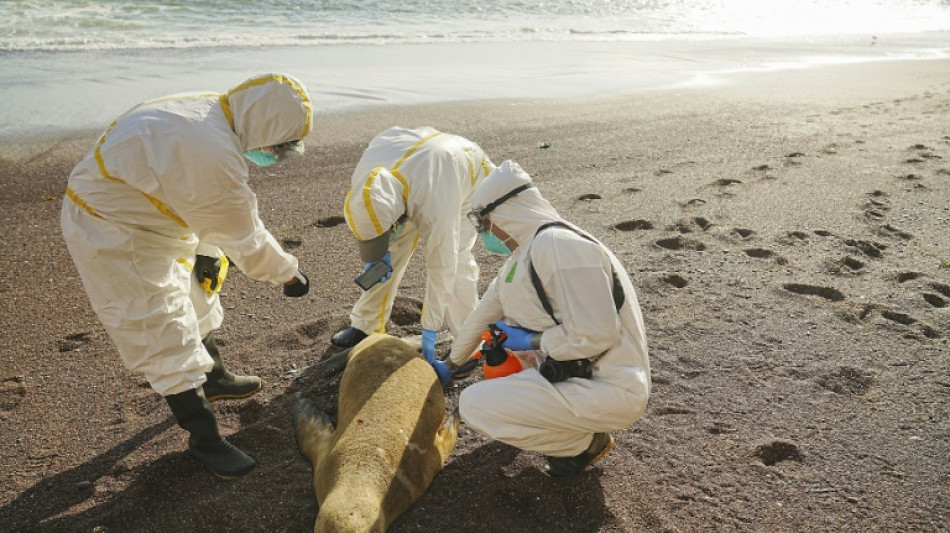 Casi 3.500 lobos marinos muertos en Per&uacute; desde noviembre por presunta gripe aviar