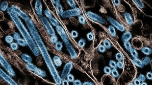 Criança é primeira vítima fatal de gripe aviária H5N1 reportada no México