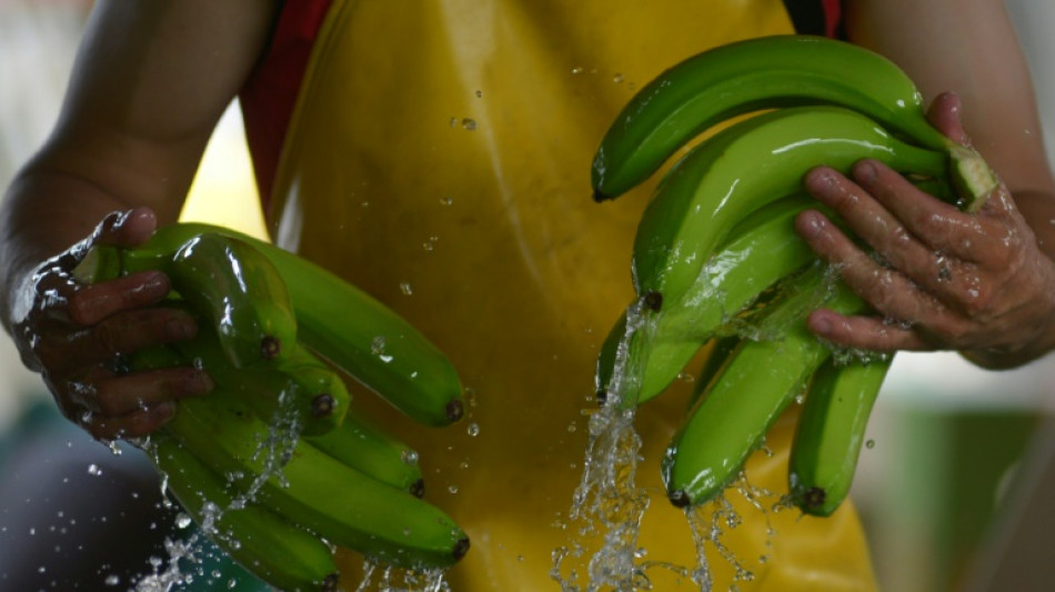 Pl&aacute;tano y camar&oacute;n de Ecuador excluidos de beneficios arancelarios en tratado con M&eacute;xico