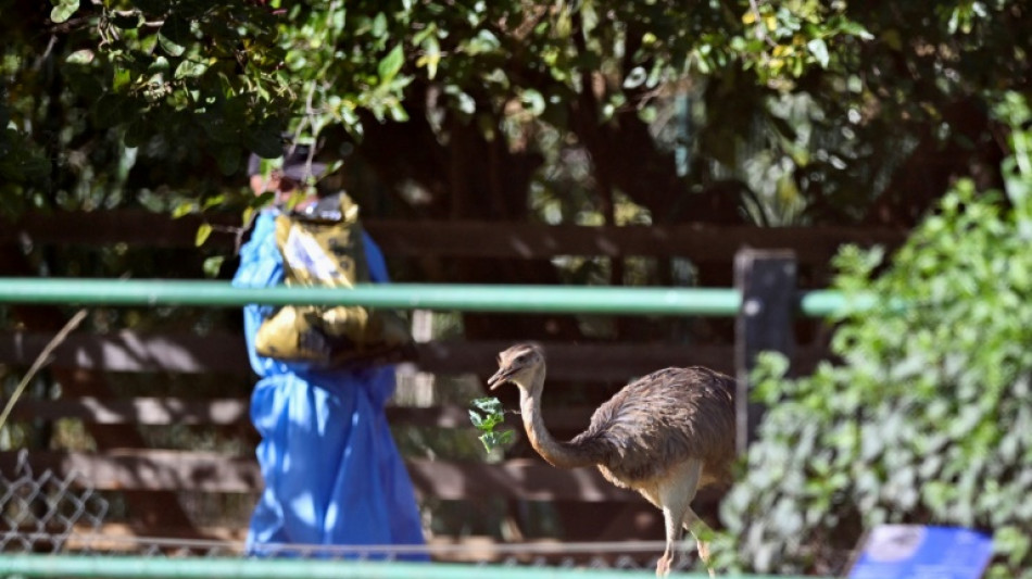 Brasil dice haber contenido el brote de gripe aviar que afect&oacute; sus exportaciones