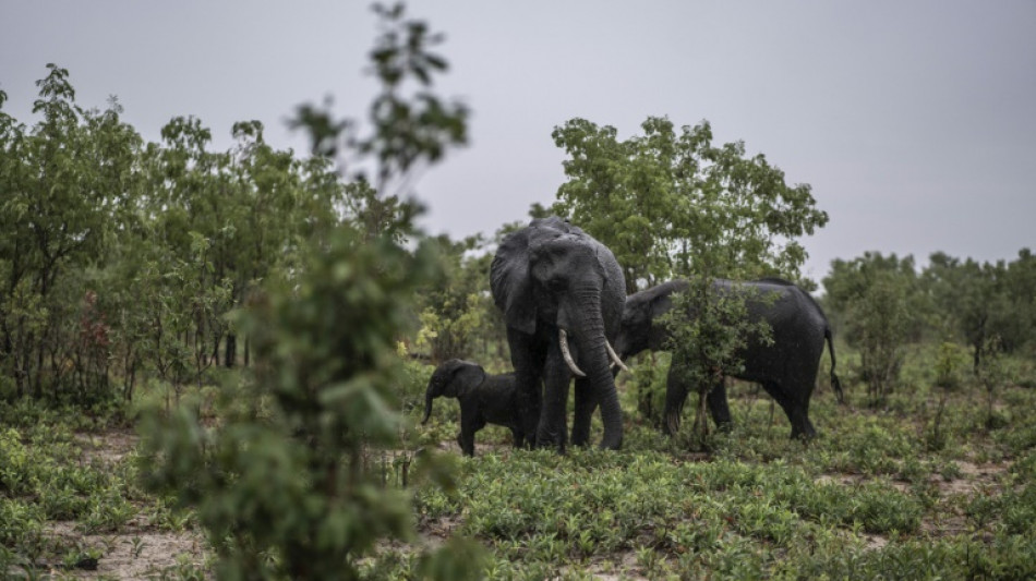 Frapp&eacute; par la s&eacute;cheresse, le Zimbabwe va &agrave; son tour abattre 200 &eacute;l&eacute;phants