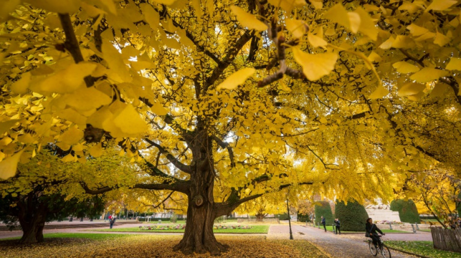 Bericht: Weltweit mehr als jede dritte Baumart vom Aussterben bedroht