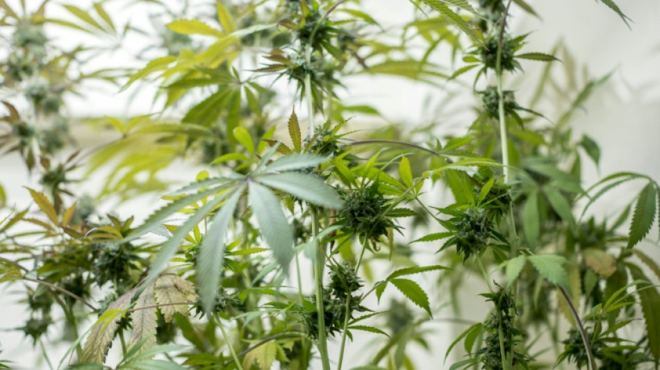 Undichter Wassertank f&uuml;hrt Polizei in Nordrhein-Westfalen zu Cannabisplantage