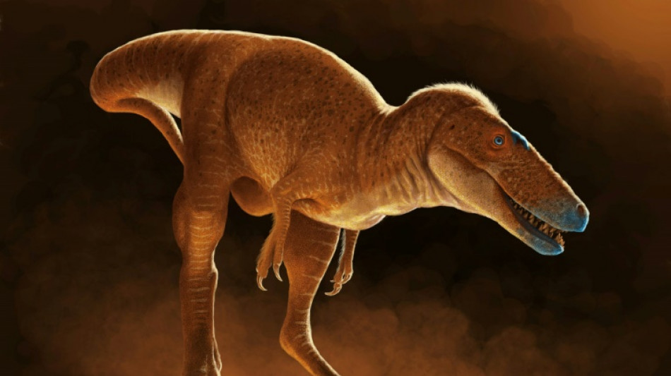 Un ancêtre du T-Rex dormait dans les tiroirs d'un institut mongol