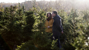 Em Londres, alugar &aacute;rvore de Natal &eacute; op&ccedil;&atilde;o mais ecol&oacute;gica e afetiva