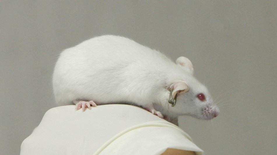 Mutazioni genetiche corrette per la prima volta nel cervello