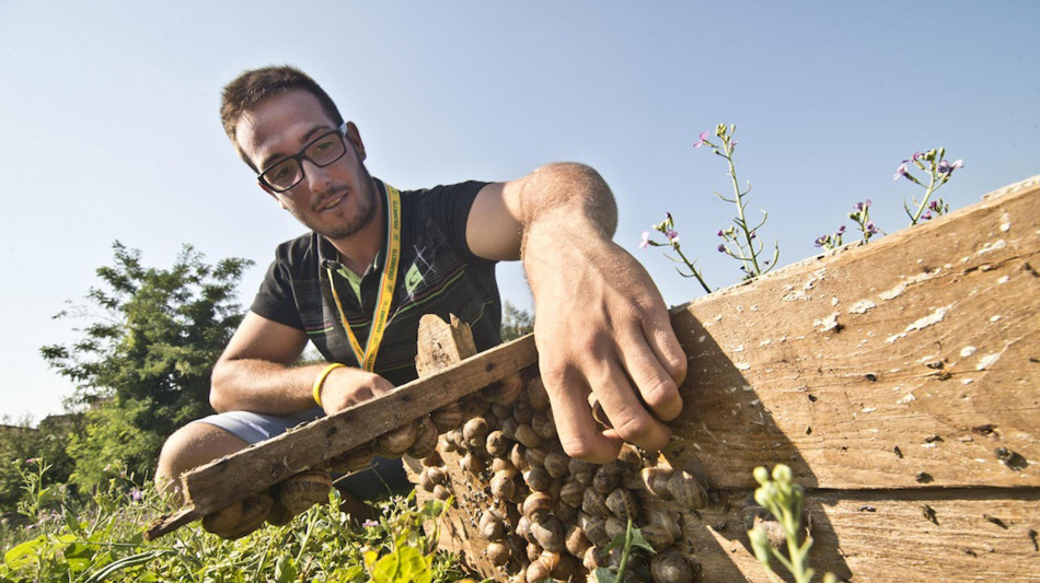 In Sicilia un inedito tesoretto di biodiversit&agrave;, scoperte 60 nuove specie di lumache