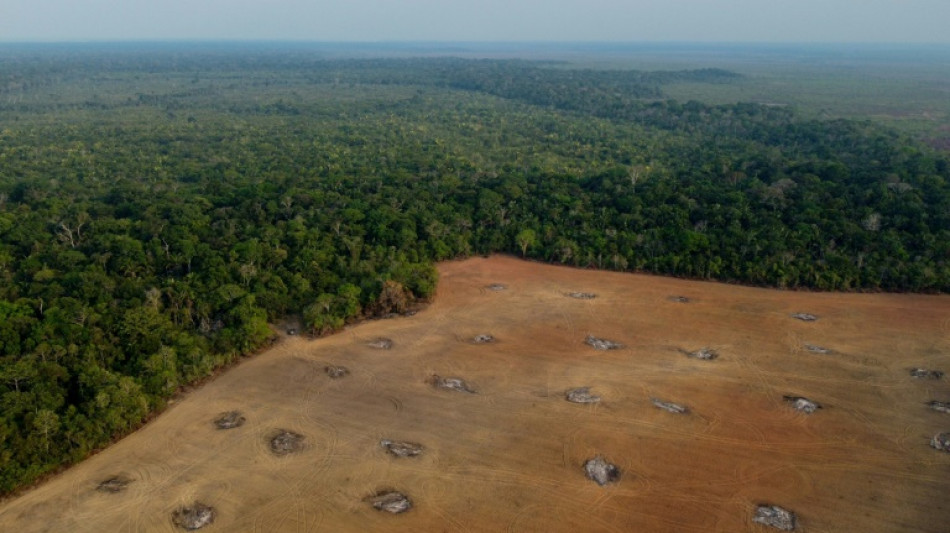 Br&eacute;sil: d&eacute;forestation record en Amazonie en octobre