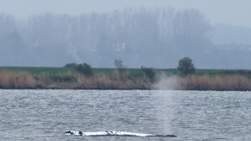 Wal vor Insel Poel: Helferinitiative kann neues Rettungskonzept angehen 