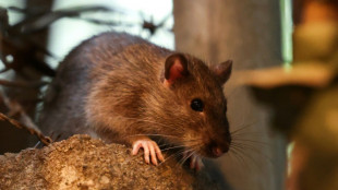 Stresser les rats, la méthode de New York pour éviter qu'ils ne se reproduisent