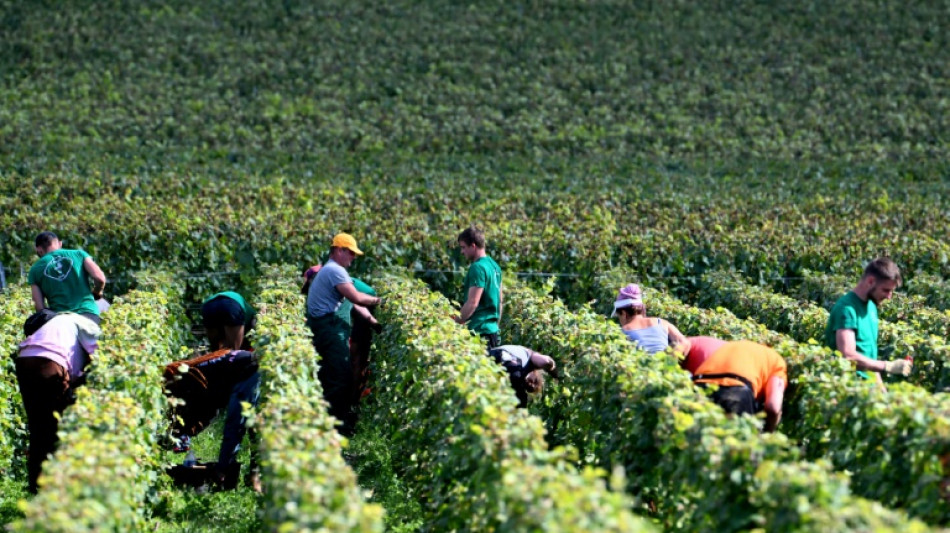 Vendanges en Champagne : la fili&egrave;re sous pression pour pr&eacute;server sa r&eacute;putation