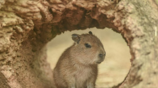 Un zoológico de China encuentra a un capibara "fugitivo" tras dos meses de huida