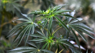 Le N&eacute;pal, haut-lieu de la vague hippie des ann&eacute;es 60-70, envisage de relancer sa "ganja"