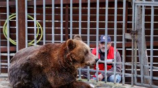 Mark, l&rsquo;ours brun en route vers la libert&eacute; apr&egrave;s 20 ans de captivit&eacute;