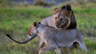 Kenya: six lions tu&eacute;s par des &eacute;leveurs